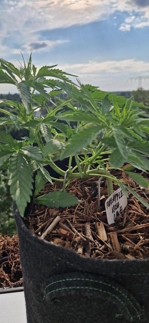 Sensi Seeds Breeding Grounds Auto 26. Week 5 - D33