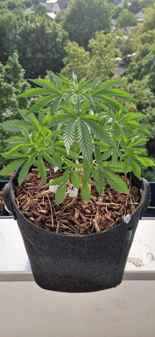 Sensi Seeds Breeding Grounds Auto 26. Week 5 - D33