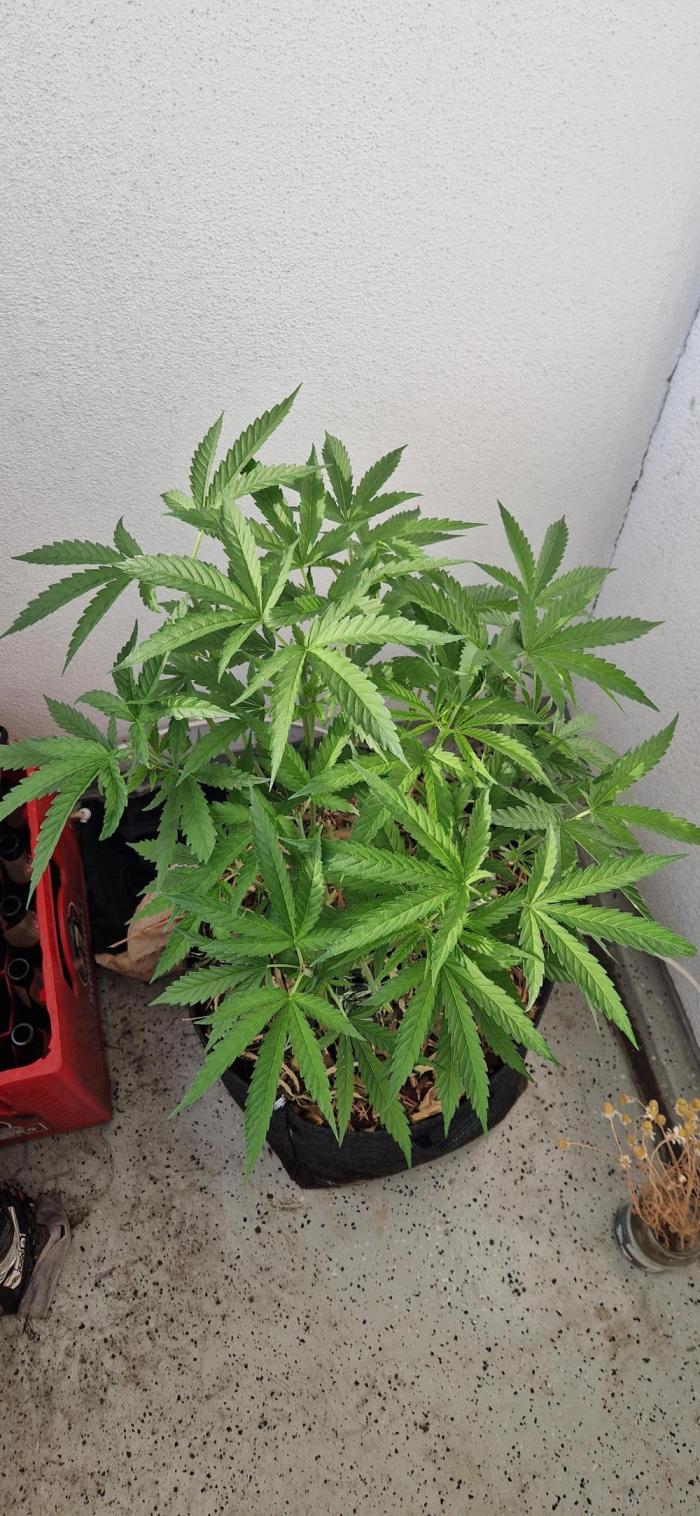 Strawberry Kush Outdoor 26. Week 10 - D65 14.07