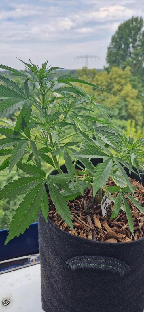 Sensi Seeds Breeding Grounds Auto 26. Week 6 - D36