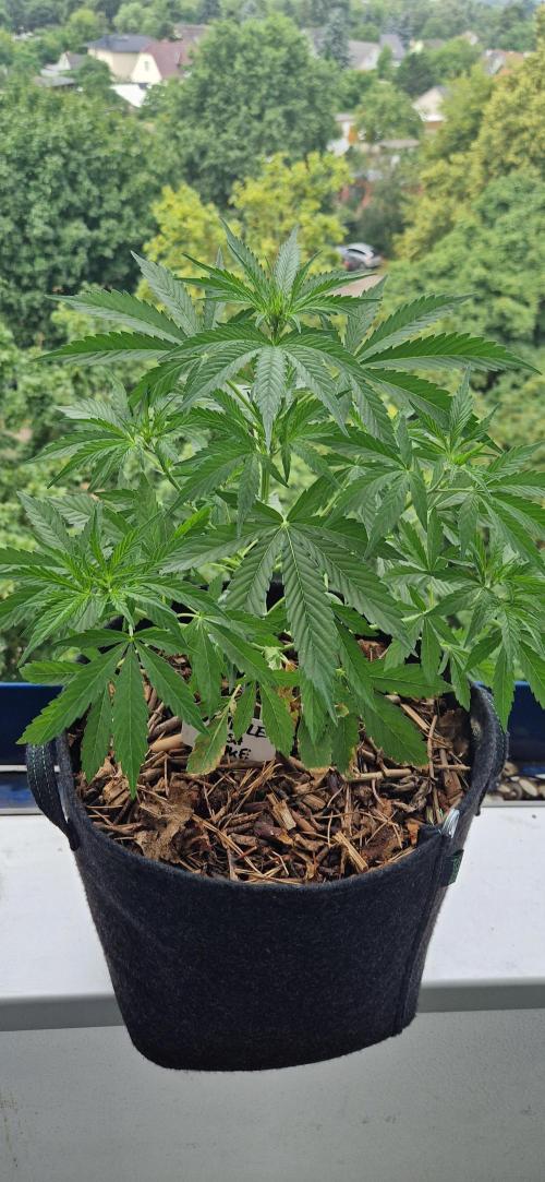 Sensi Seeds Breeding Grounds Auto 26. Week 6 - D36