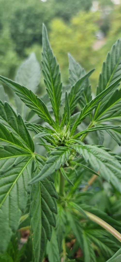 Sensi Seeds Breeding Grounds Auto 26. Week 6 - D36