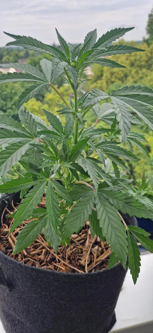 Sensi Seeds Breeding Grounds Auto 26. Week 6 - D36