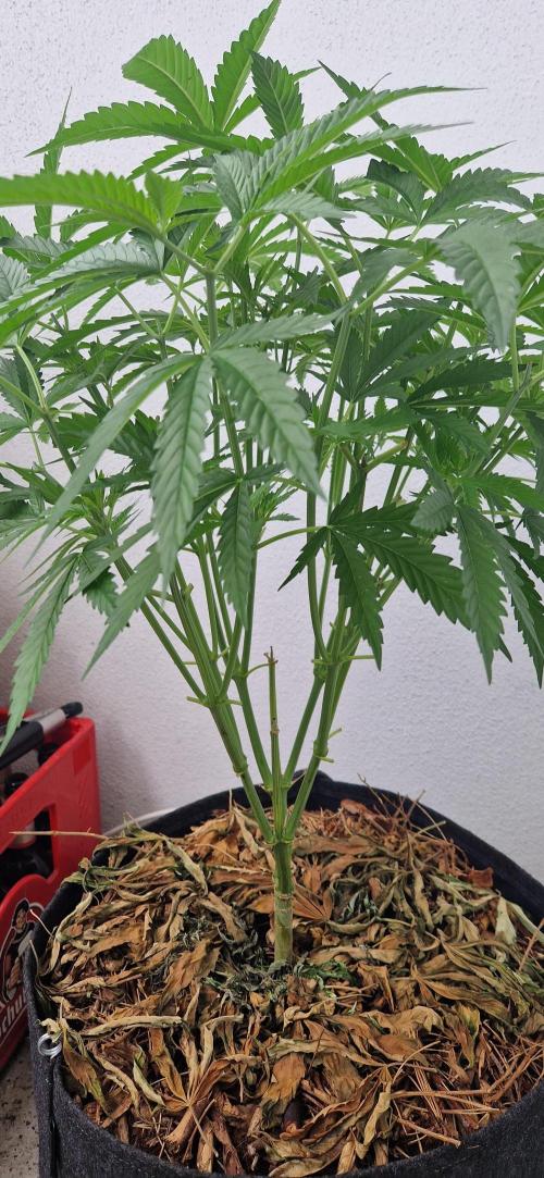 Coco Professional Plus. Week 10