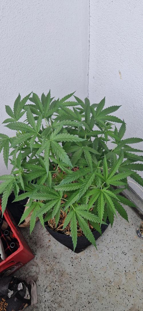 Strawberry Kush Outdoor 26. Week 10 - Day 68 17.07