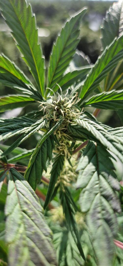 Sensi Seeds Breeding Grounds Auto 26. Week 7 - D43 Gelauto Kush 
