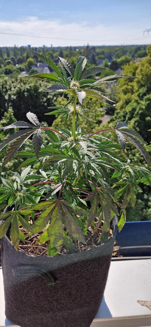 Sensi Seeds Breeding Grounds Auto 26. Week 7 - D43