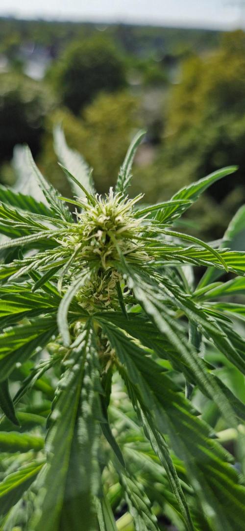 Sensi Seeds Breeding Grounds Auto 26. Week 7 - D43 PKC 