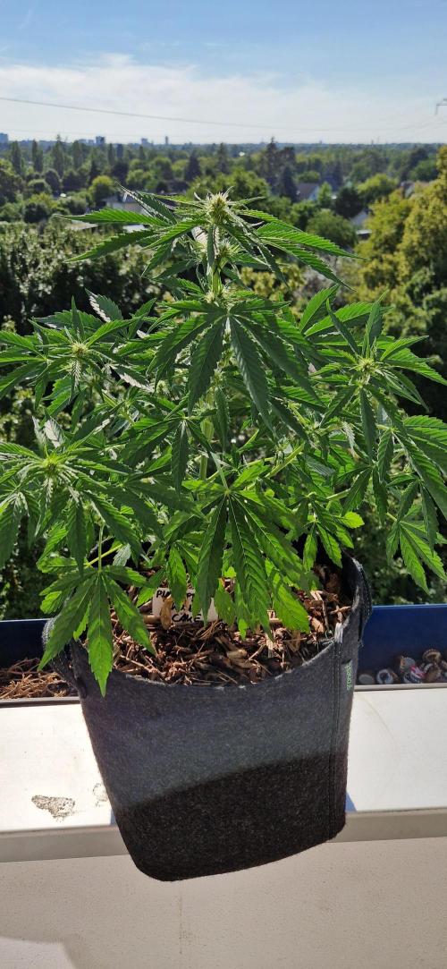 Sensi Seeds Breeding Grounds Auto 26. Week 7 - D43