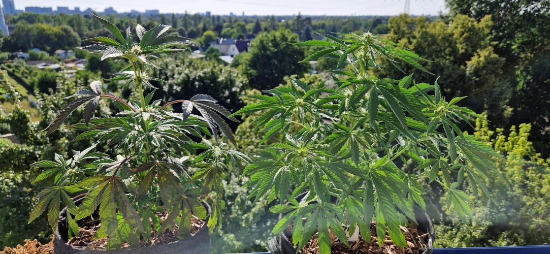 Sensi Seeds Breeding Grounds Auto 26. Week 7 - D43 24.07