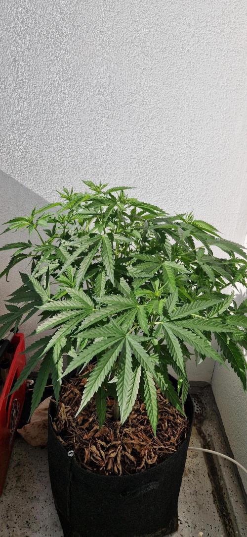 Strawberry Kush Outdoor 26. Week 11 - D75 24.07