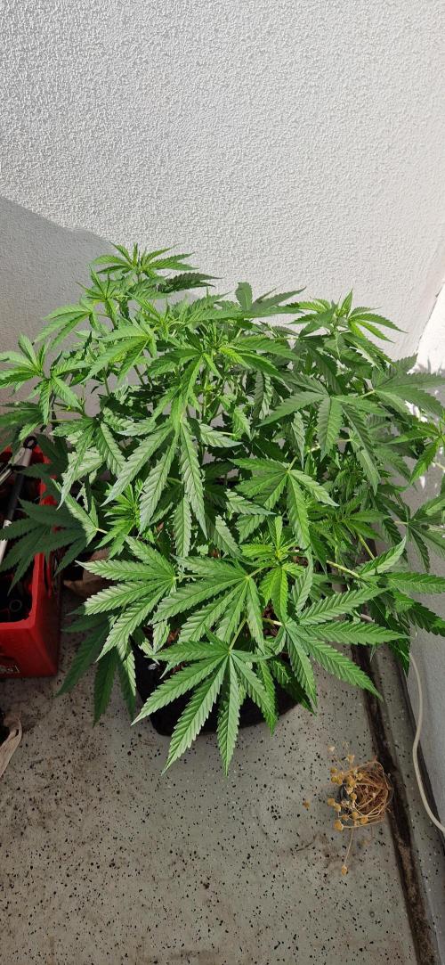 Strawberry Kush Outdoor 26. Week 11 - D75