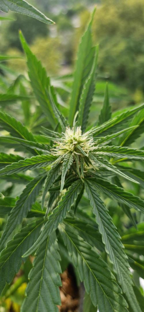 Sensi Seeds Breeding Grounds Auto 26. Week 8 - D50 PKC side bud