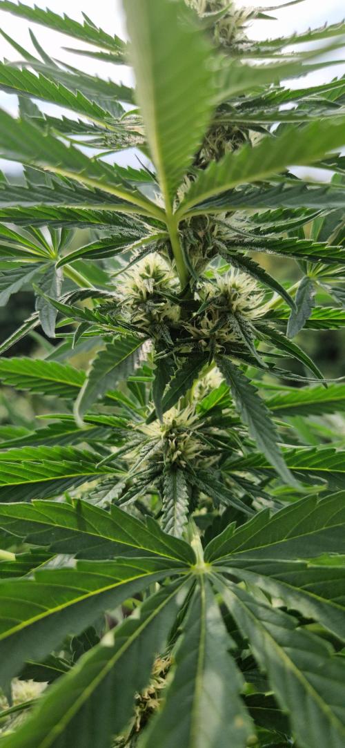 Sensi Seeds Breeding Grounds Auto 26. Week 8 - D50 lower main buds