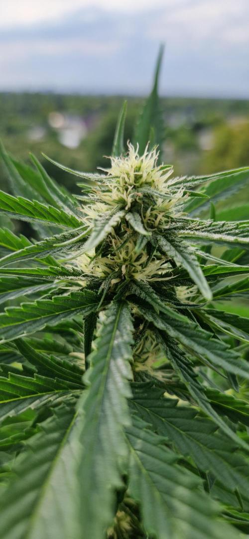 Sensi Seeds Breeding Grounds Auto 26. Week 8 - D50 PKC main bud 