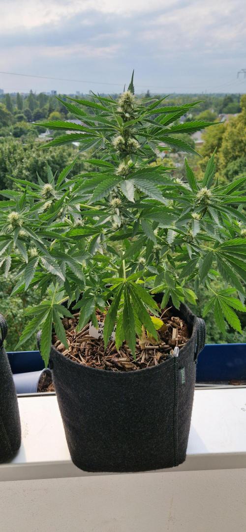 Sensi Seeds Breeding Grounds Auto 26. Week 8 - D50 PKC 31.07