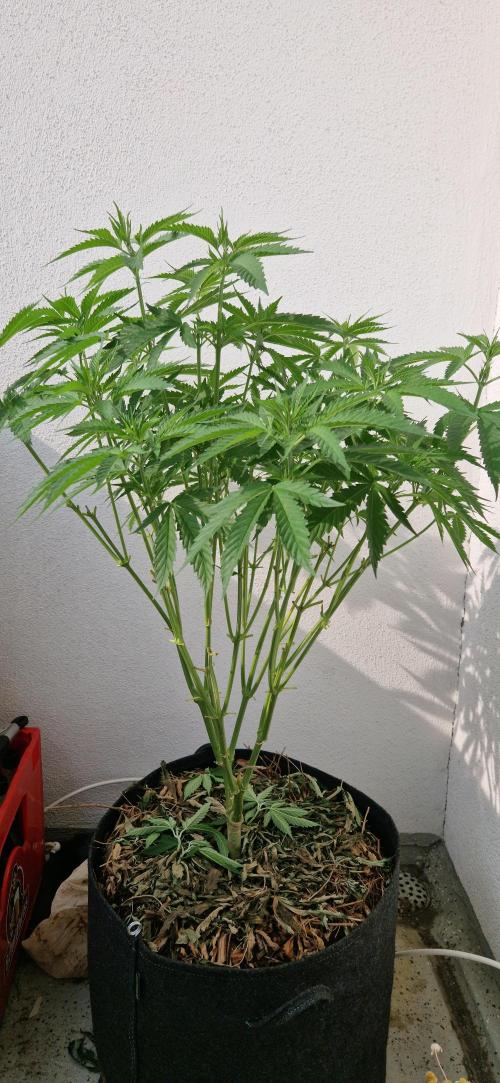 Coco Professional Plus. Week 12