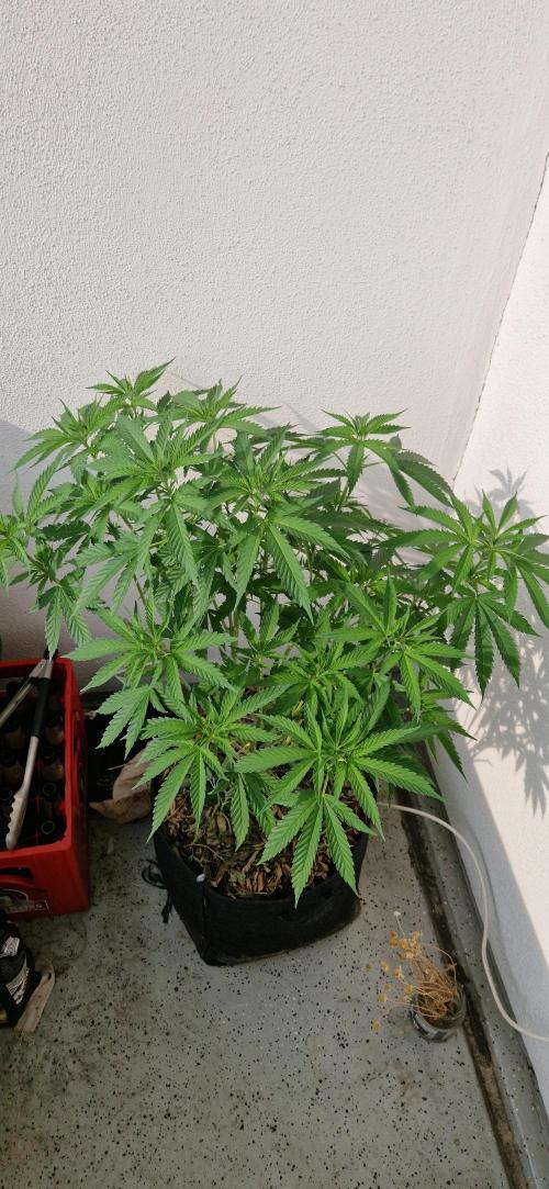 Strawberry Kush Outdoor 26. Week 12 - D82 31.07