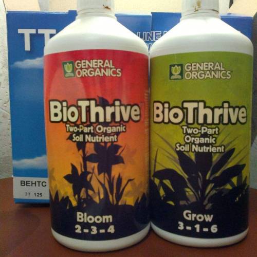 Lemon Skunk . Week 1