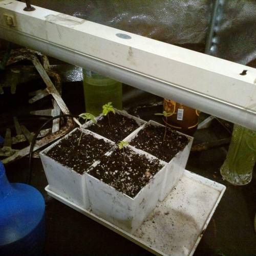 Lemon Skunk . Week 1