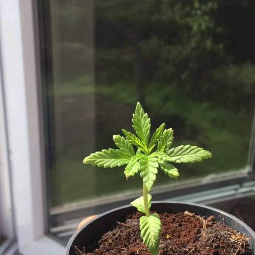 Durban fem (outdoor)