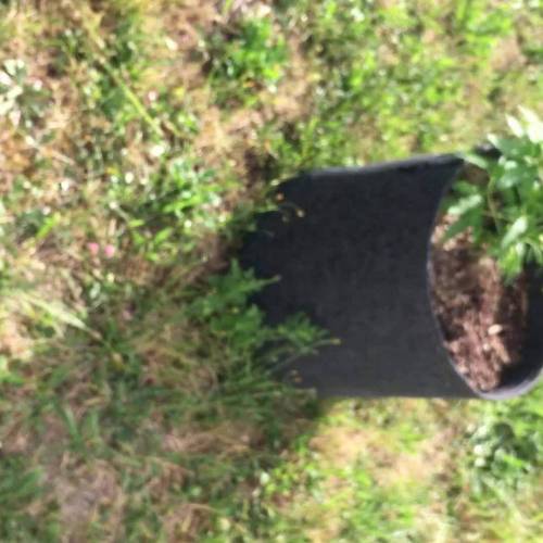 Durban fem (outdoor)