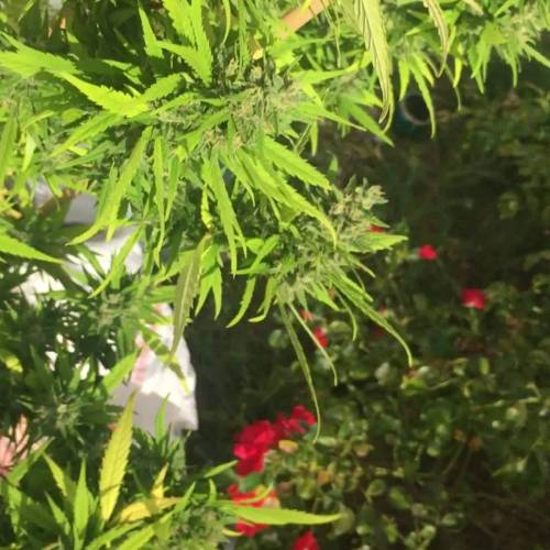 Durban fem (outdoor)