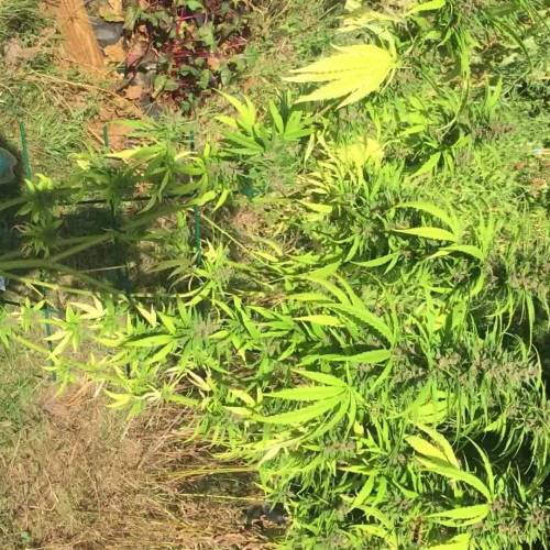 Durban fem (outdoor)