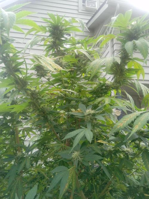 42°N Joesy Wales cut. Week 4