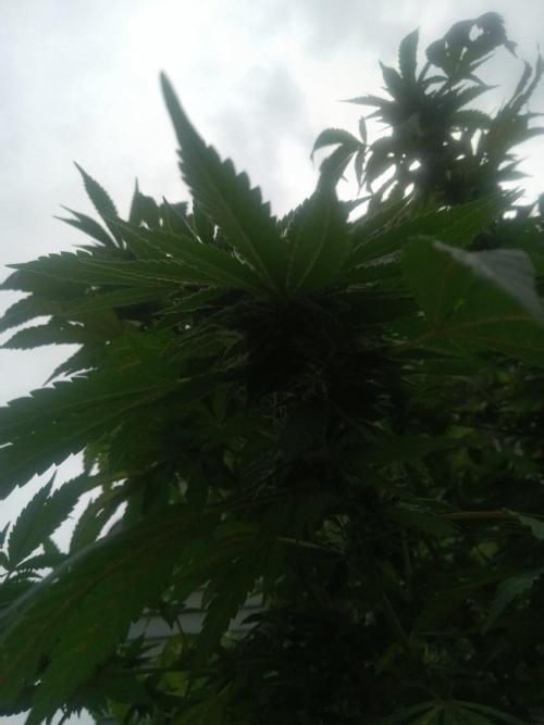 42°N Joesy Wales cut. Week 4