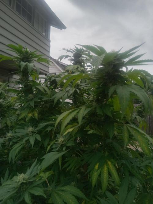 42°N Joesy Wales cut. Week 4