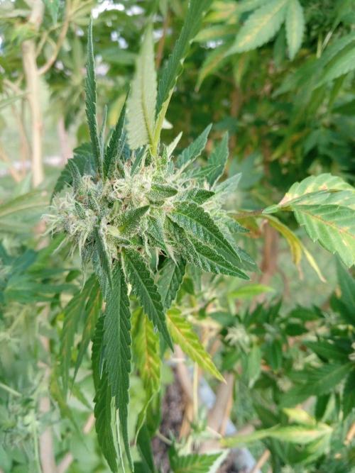 42°N Joesy Wales cut. Week 5