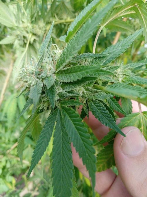 42°N Joesy Wales cut. Week 5