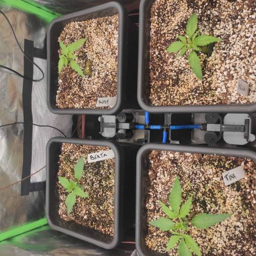 Fastbuddissimo. Week 2