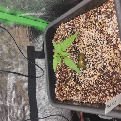 Fastbuddissimo. Week 2