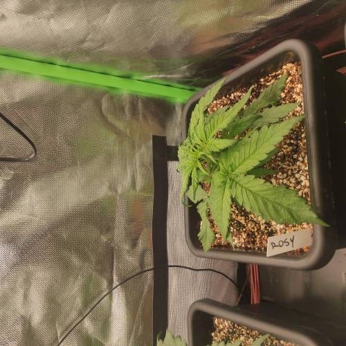 Fastbuddissimo. Week 3