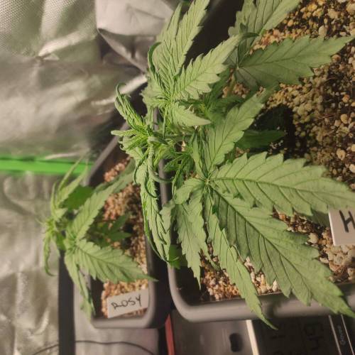 Fastbuddissimo. Week 3