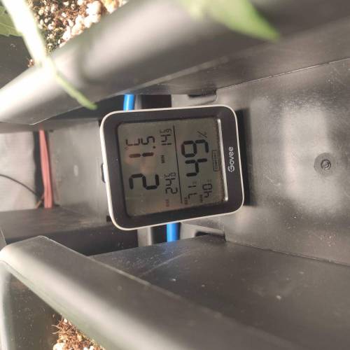 Fastbuddissimo. Week 3