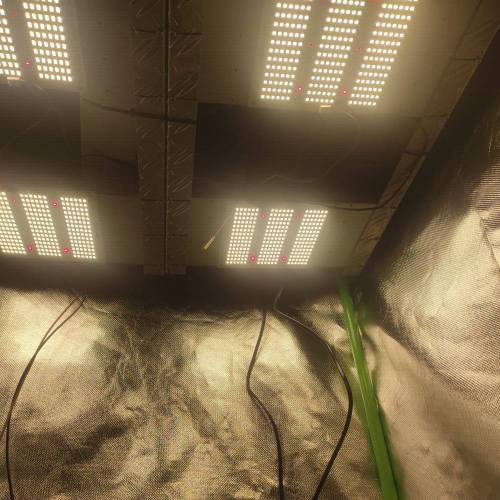 Fastbuddissimo. Week 3