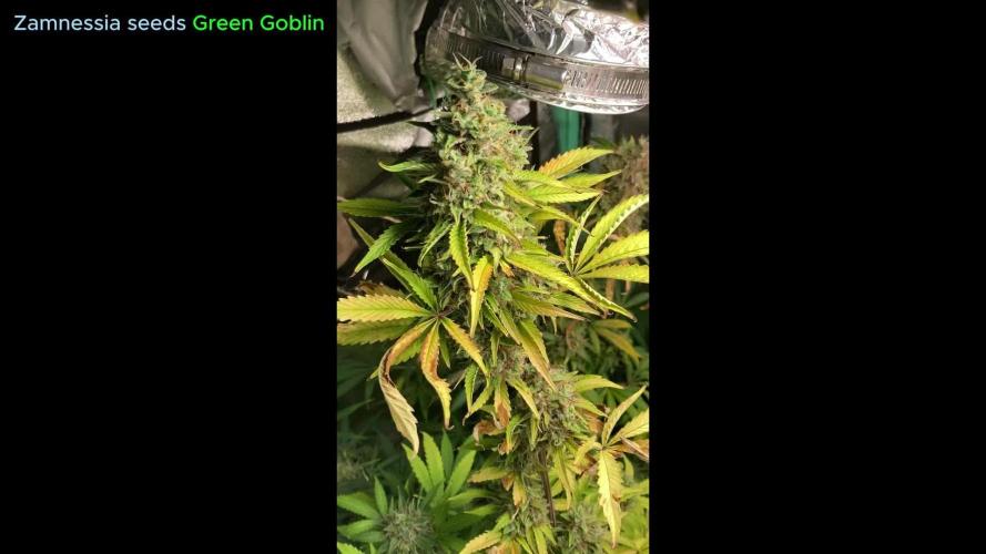 Green Goblin Zamnesia seeds