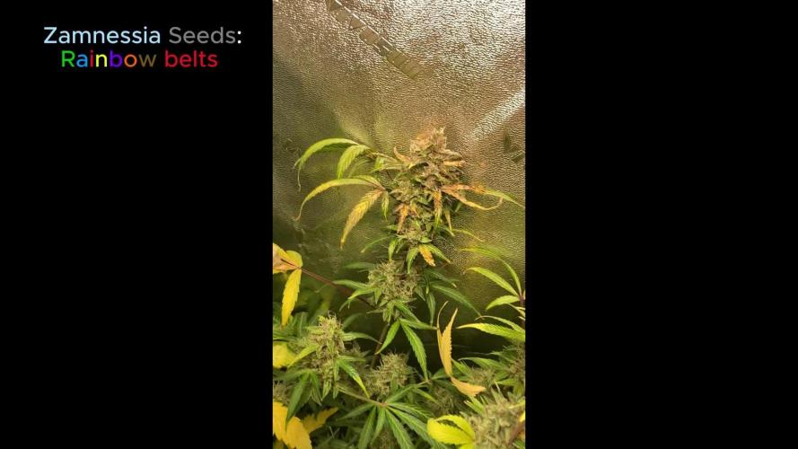 Zamnesia seeds Rainbow Belts Auto