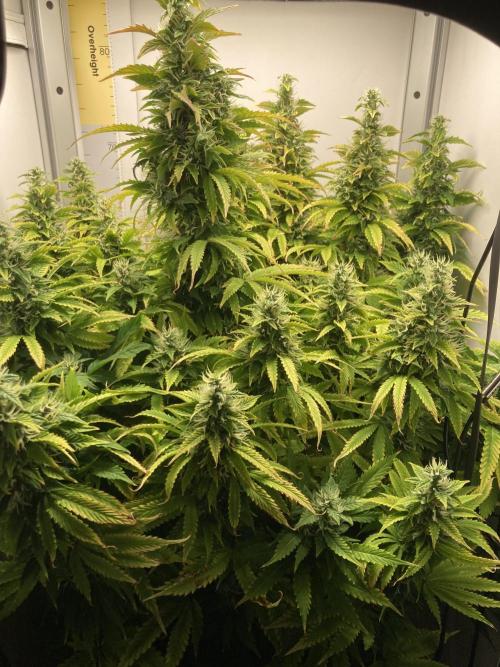 Lava cake auto Vgrow. Week 9 - Whole plant