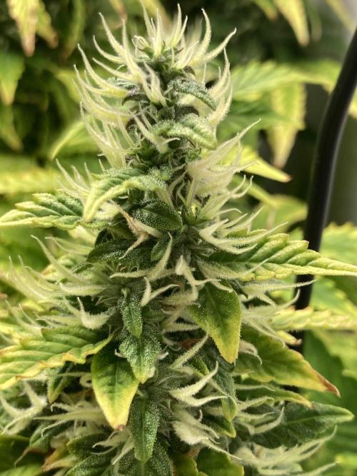 Lava cake auto Vgrow. Week 9 - Side bud