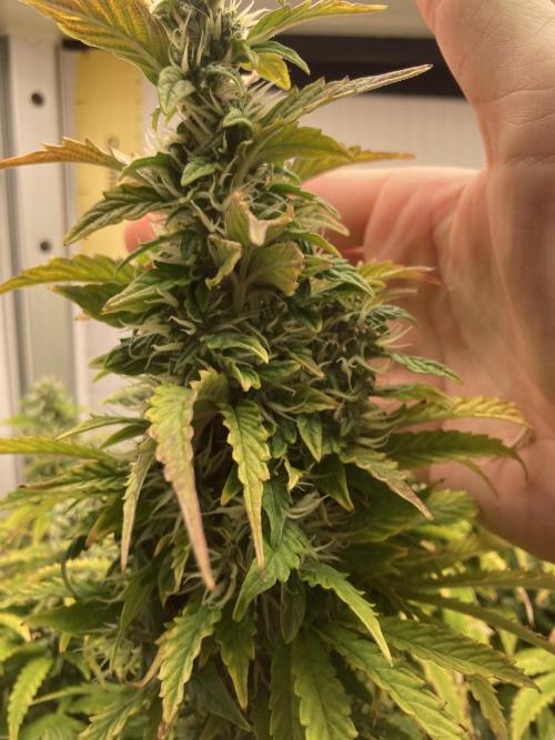 Lava cake auto Vgrow. Week 9 - Main Top that came back after Fim