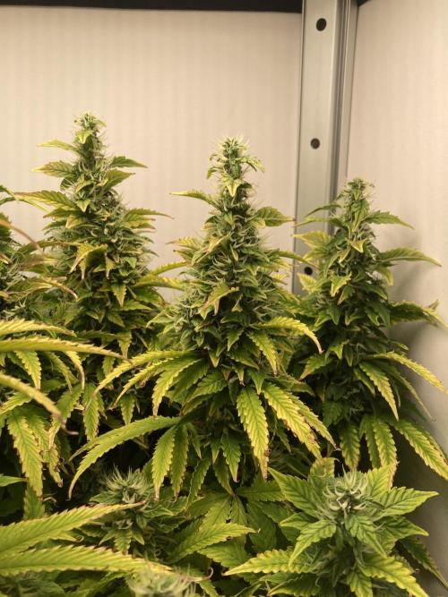 Lava cake auto Vgrow. Week 9 - Side colas