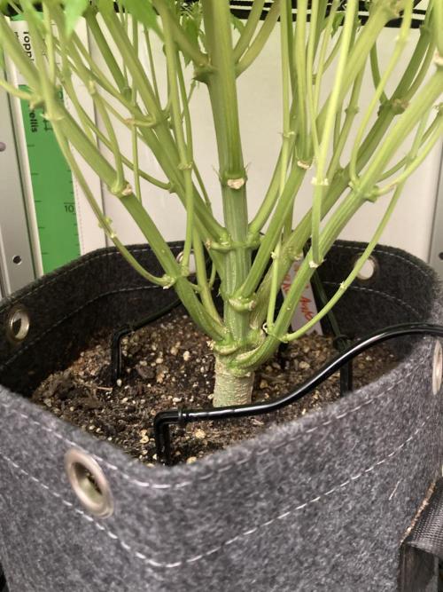 Lava cake auto Vgrow. Week 9 - Stalk