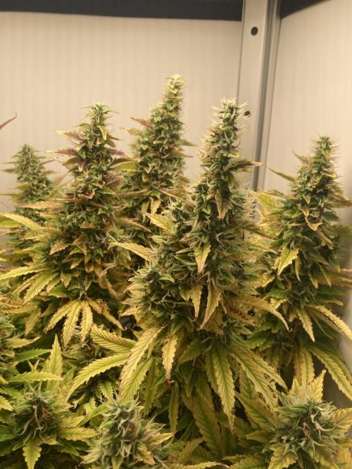 Lava cake auto Vgrow. Week 10 - Right side colas 