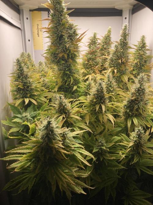 Lava cake auto Vgrow. Week 10 - Whole plant 