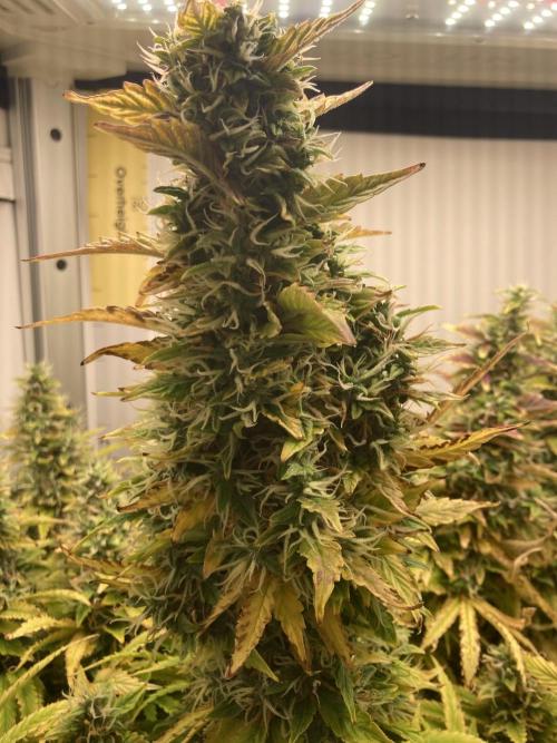 Lava cake auto Vgrow. Week 10 - Main cola