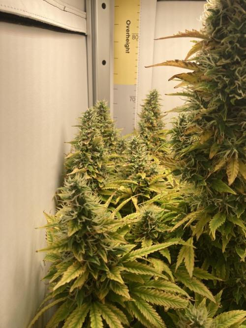 Lava cake auto Vgrow. Week 10 - Left side colas 